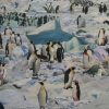 Detalhe de "A invasão dos pinguins"